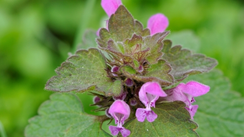 Red Dead-nettle