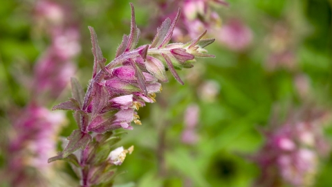 Red Bartsia