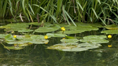 Yellow Water-lily