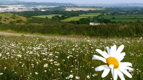 Daisy field at Teigngrace Meadow