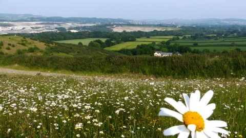 Daisies growing in a field at Teigngrace