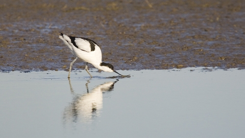 Avocet feeding in the water