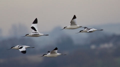 Avocet flying through the sky