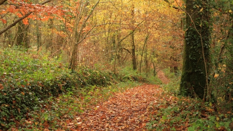 Halsdon path in the Autumn