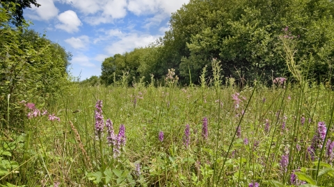 Meadow at Halwill Junction