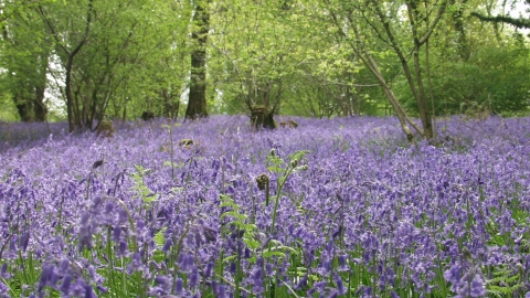 Bluebells at Lady's Wood