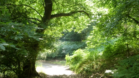 Hawkswood nature reserve 