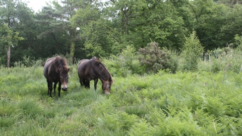 Ponies amongst bracken at Lickham Common nature reserve