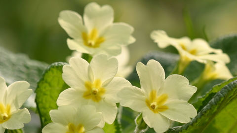Wild yellow primroses in a hedgerow