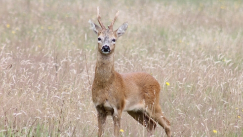Roe deer looks at camera from grasslnd