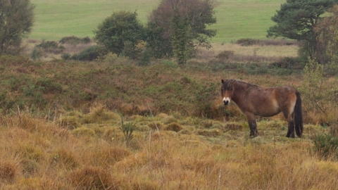 Ponies on heathland at Venn Ottery nature reserve