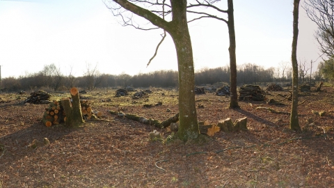 Veilstone Moor view through trees during autumn