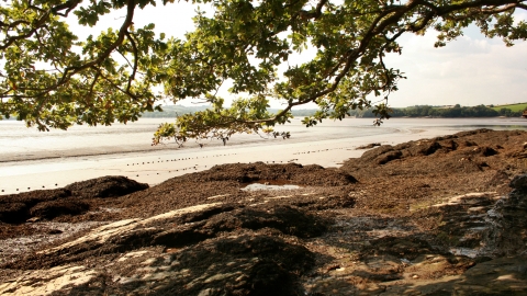 Looking through oak trees at Tamar-Tavy estuary from Warleigh Point nature reserve