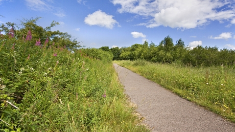 Path and hedgerow at Halwill Junction