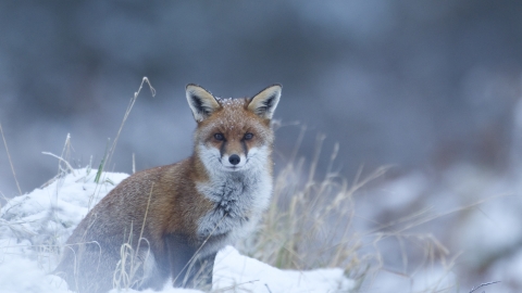 Young fox in the snow