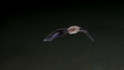 Daubenton's bat flying over water