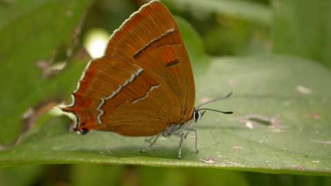 Brown hairstreak
