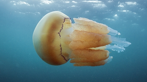 Barrel Jellyfish Devon Wildlife Trust