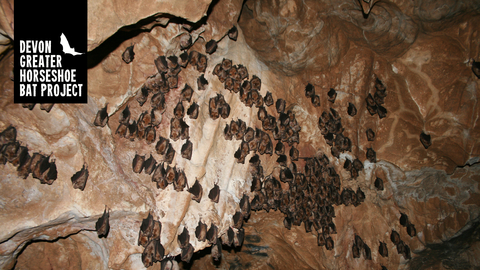 Greater Horseshoe Bats hanging in a cave