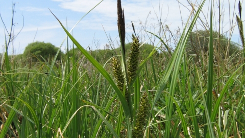 Sedges at Swanpool marsh nature reserve