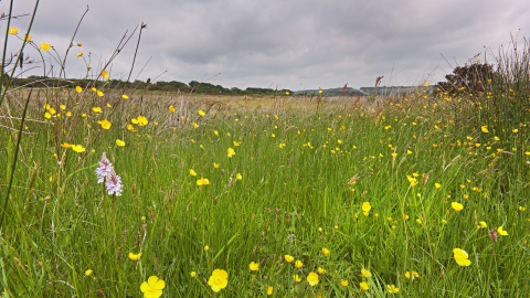 Wildflower meadow at Knowstone inner moor 