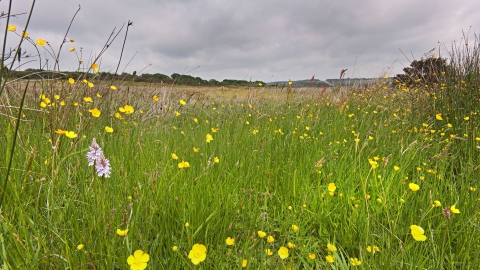 Wildflower meadow at Knowstone inner moor