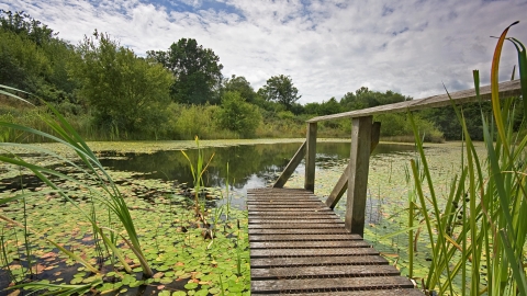 Little Bradley Ponds nature reserve platform into the pond 