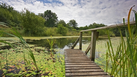 Little Bradley Ponds nature reserve platform into the pond