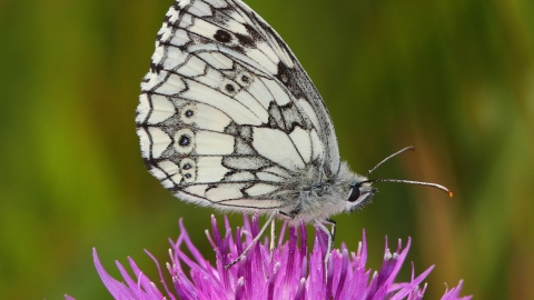 Black and white butterfly sits on top of purple flower