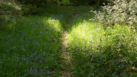 Mill Bottom, path through bluebells 