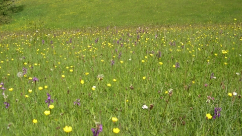 Green veined orchids growing in a field at Ruggadon 