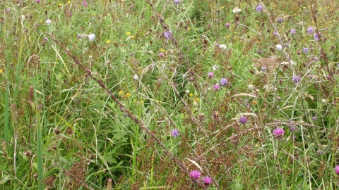 Wildflowers at Swanpool Marsh