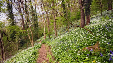 Bluebells and ramsons at Scannicluft copse