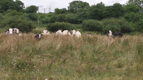 Cows grazing at Stapleton Mire 