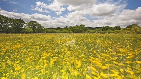 Field full of meadow buttercups moving in the breeze