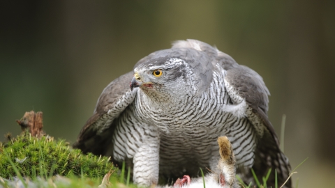 Goshawk