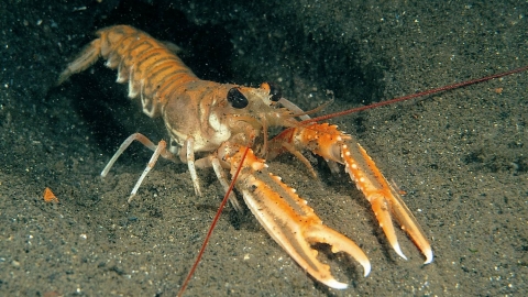 Scampi