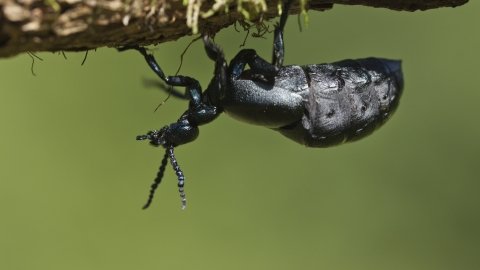 Oil beetle walking along a branch
