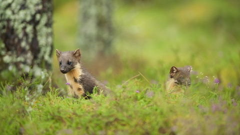 Two pine martens in the wood