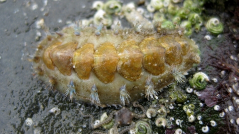 Chiton (Acanthochitona crinita)