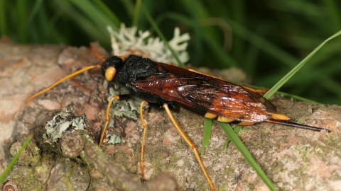 Giant horntail