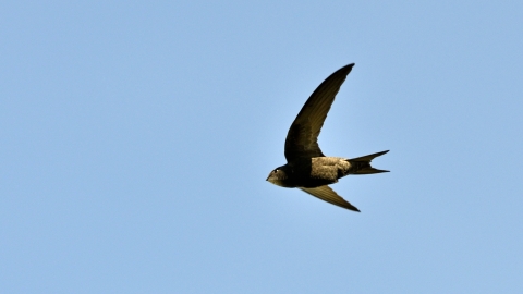Swift flying