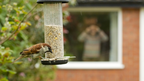 House sparrow feeding in a garden