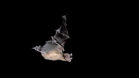 Pipistrelle bat in flight