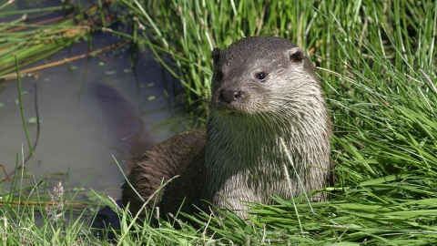 Otter on riverbank
