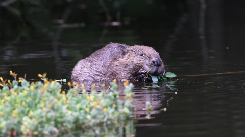 Beaver eating