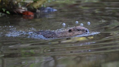 Beaver swimming