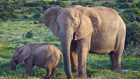 African Bush Elephants