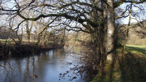 Halsdon river view