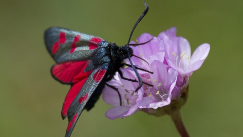 Moth/Neil Bygrave